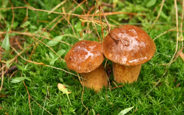 Close-up of two glossy brown mushrooms on bright green moss — 4K Ultra HD nature mushroom PC desktop wallpaper/background.