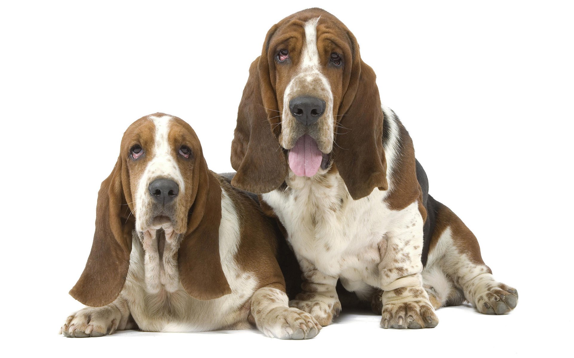 HD PC desktop wallpaper featuring two basset hound dogs with long ears and droopy expressions against a white background.