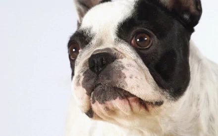 Close-up HD desktop wallpaper of a French bulldog with a black and white coat against a light background.