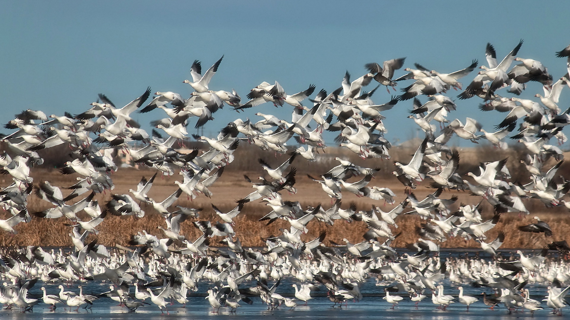 43,957 Flock Of Birds Stock Photos, High-Res Pictures, and Images - Getty  Images