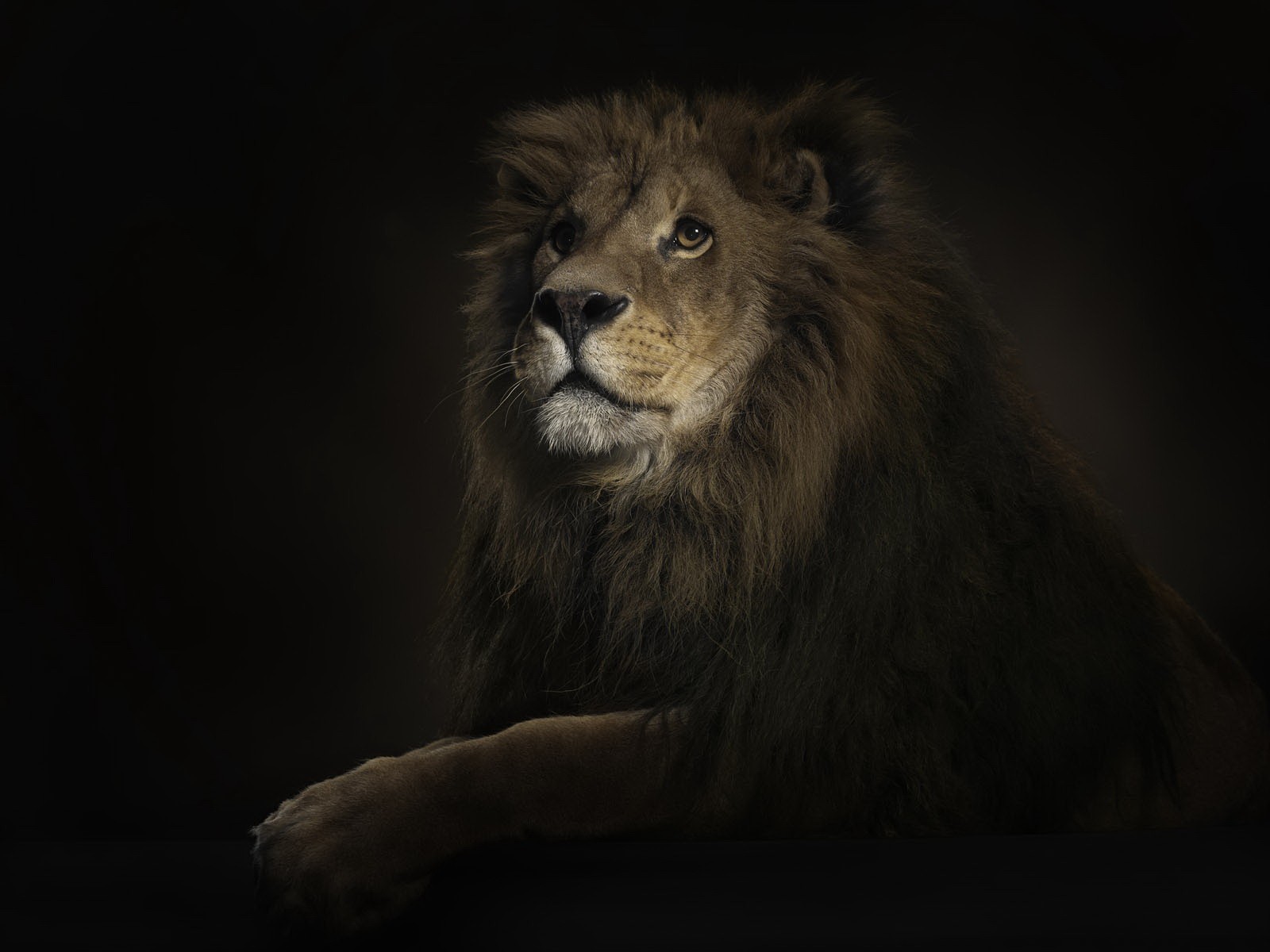 Lion in dark