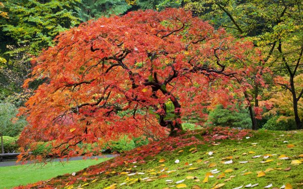 Earth Tree Trees Maple Leaf Fall HD Wallpaper | Background Image