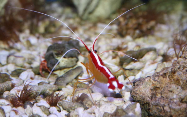 Animal shrimp HD Desktop Wallpaper | Background Image