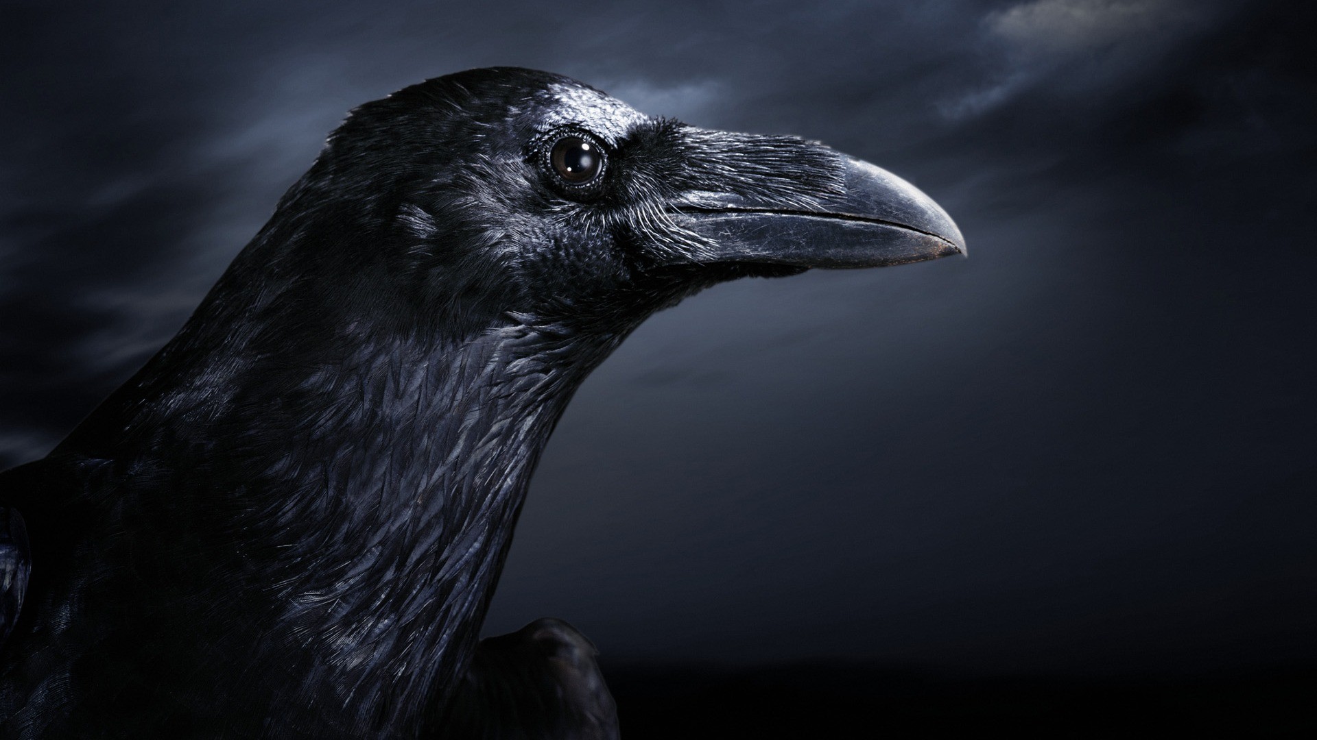 Movie The Crow HD Wallpaper | Background Image