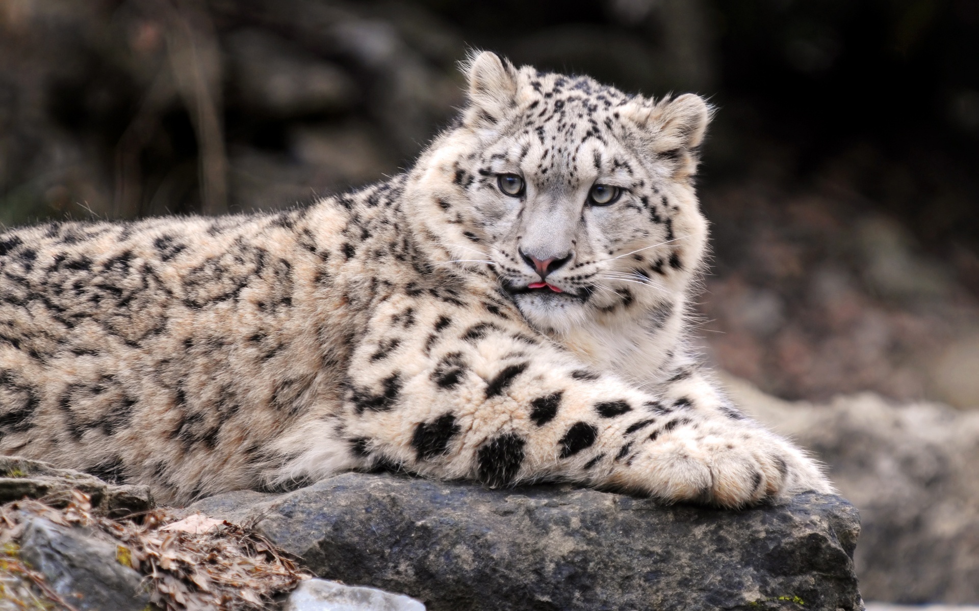 Snow Leopard Screensavers