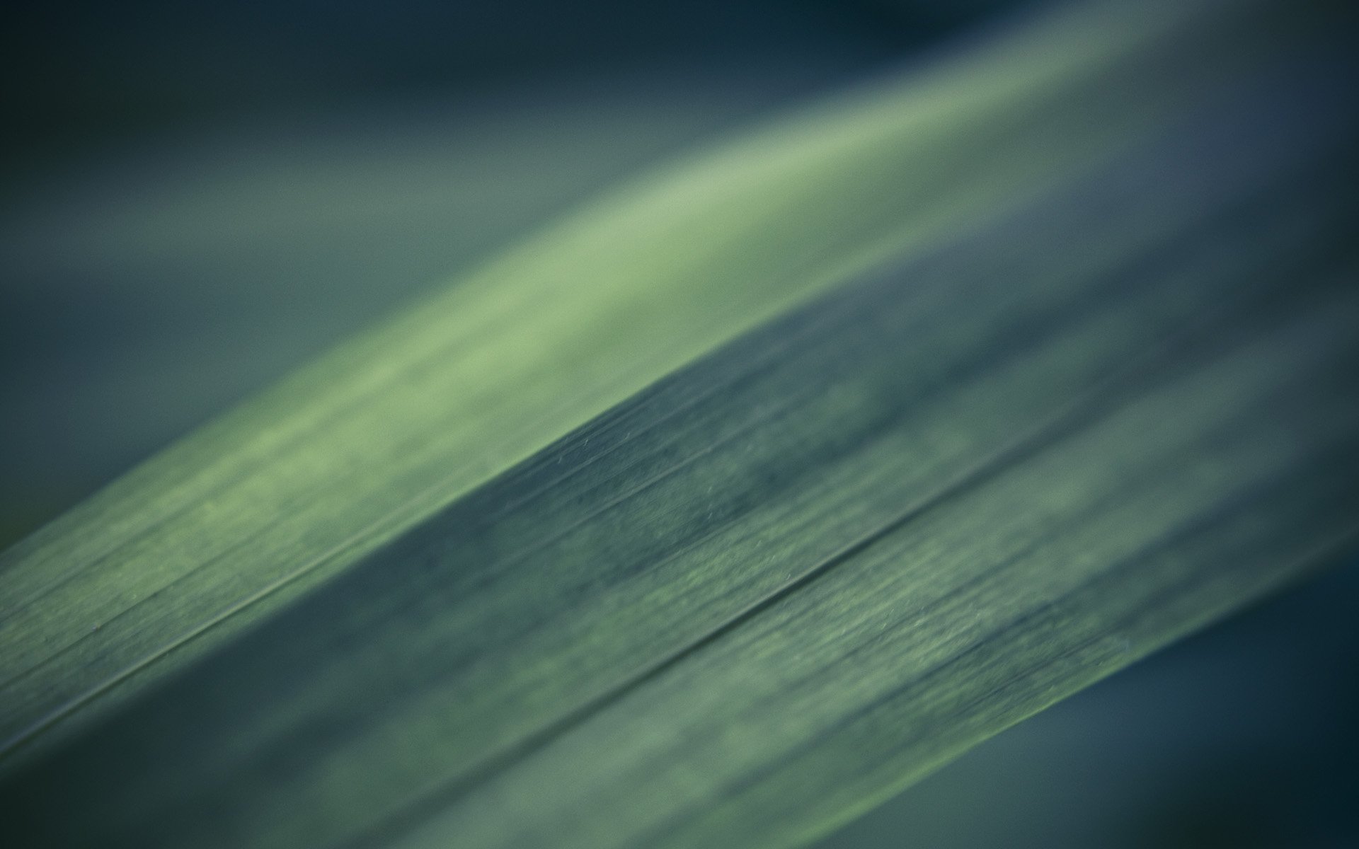 Download Photography Macro Leaf Nature Close-up HD Wallpaper