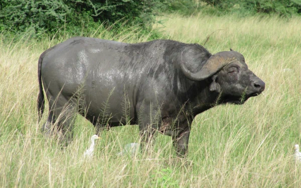 A majestic African buffalo stands in a lush green field, showcasing its powerful build and distinctive features, making for a striking HD PC desktop wallpaper.