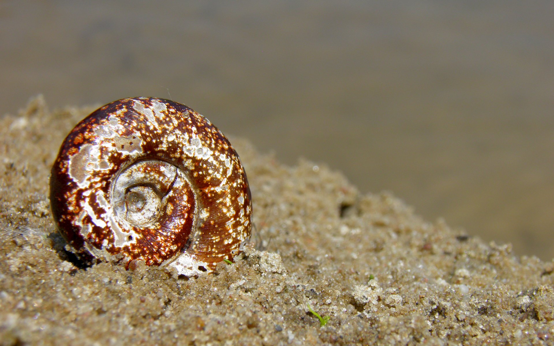 Download Nature Shell HD Wallpaper by shakala | 2560x1600 | Wallpaper Abyss