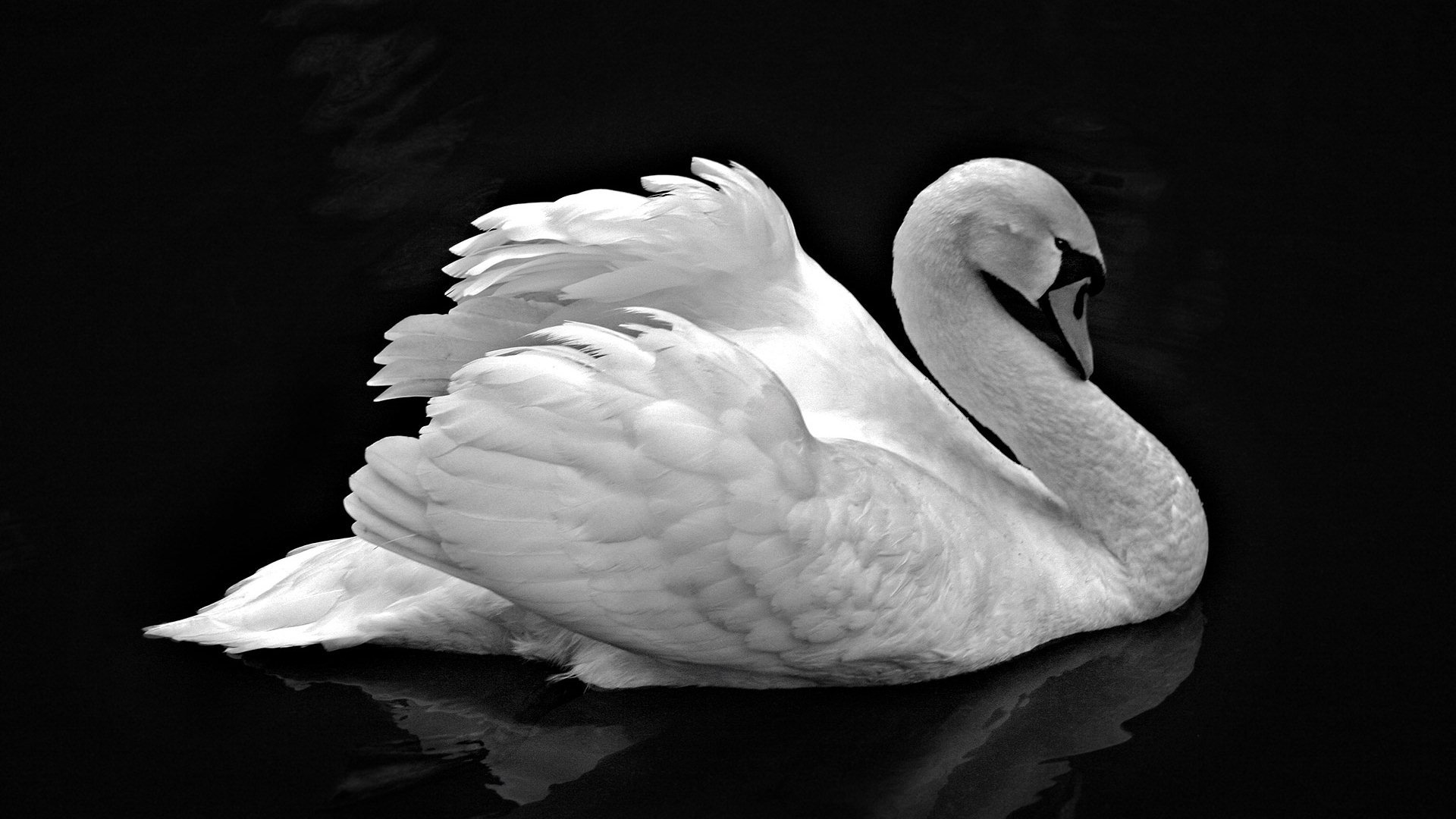 HD desktop wallpaper featuring a graceful white swan gliding on dark, reflective water, highlighting its elegant feathers and serene posture.