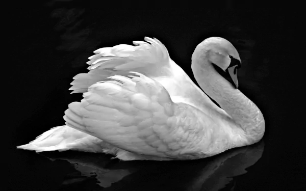 HD desktop wallpaper featuring a graceful white swan gliding on dark, reflective water, highlighting its elegant feathers and serene posture.