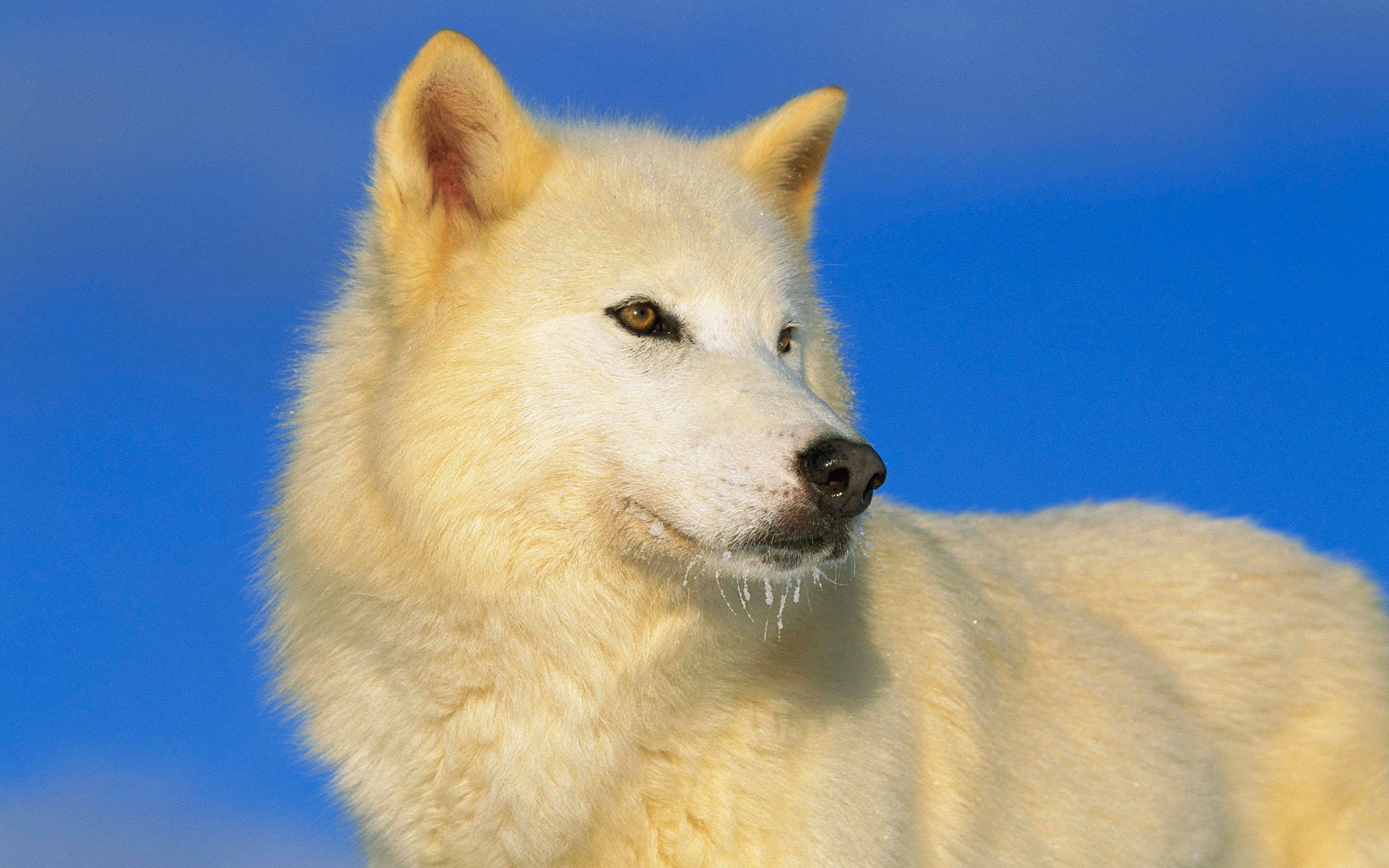 Animales Arctic Wolf Fondo de pantalla HD | Fondo de Escritorio