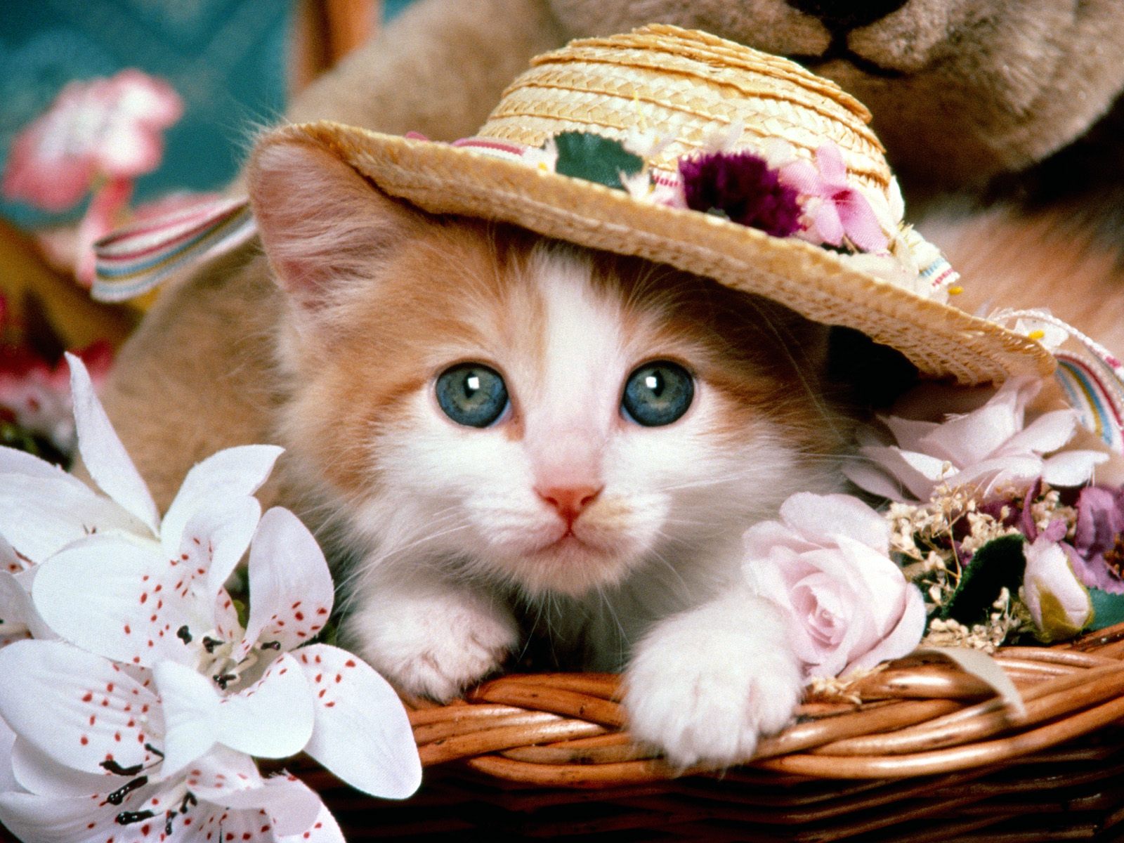 Cute cat wearing a hat.