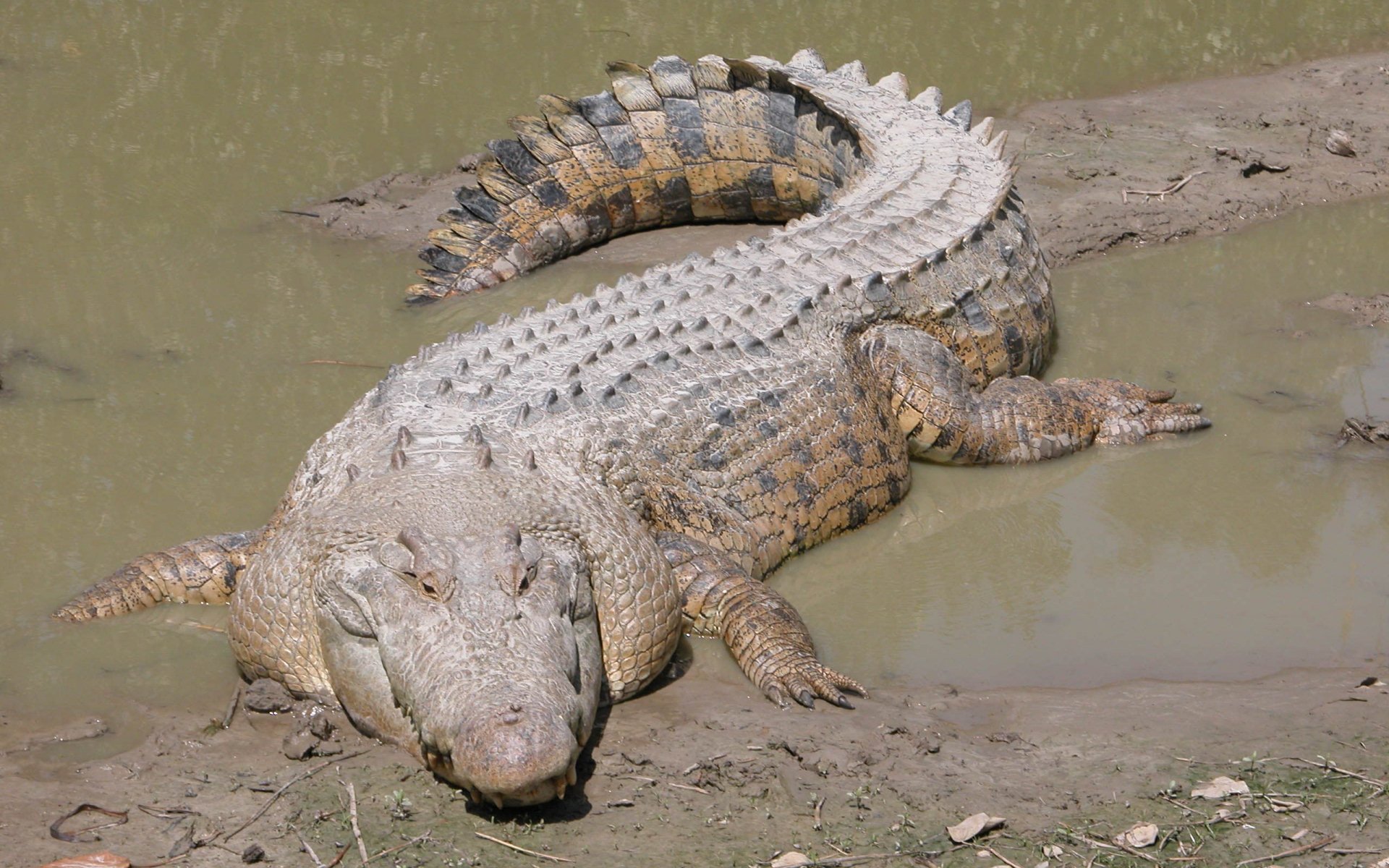 Stunning HD Wallpaper of a Crocodile in Its Natural Habitat, image size:1920x1200