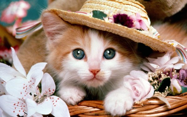 Tiere Katze Katzen Kitten Hat Blume Süß Pet HD Wallpaper | Hintergrund