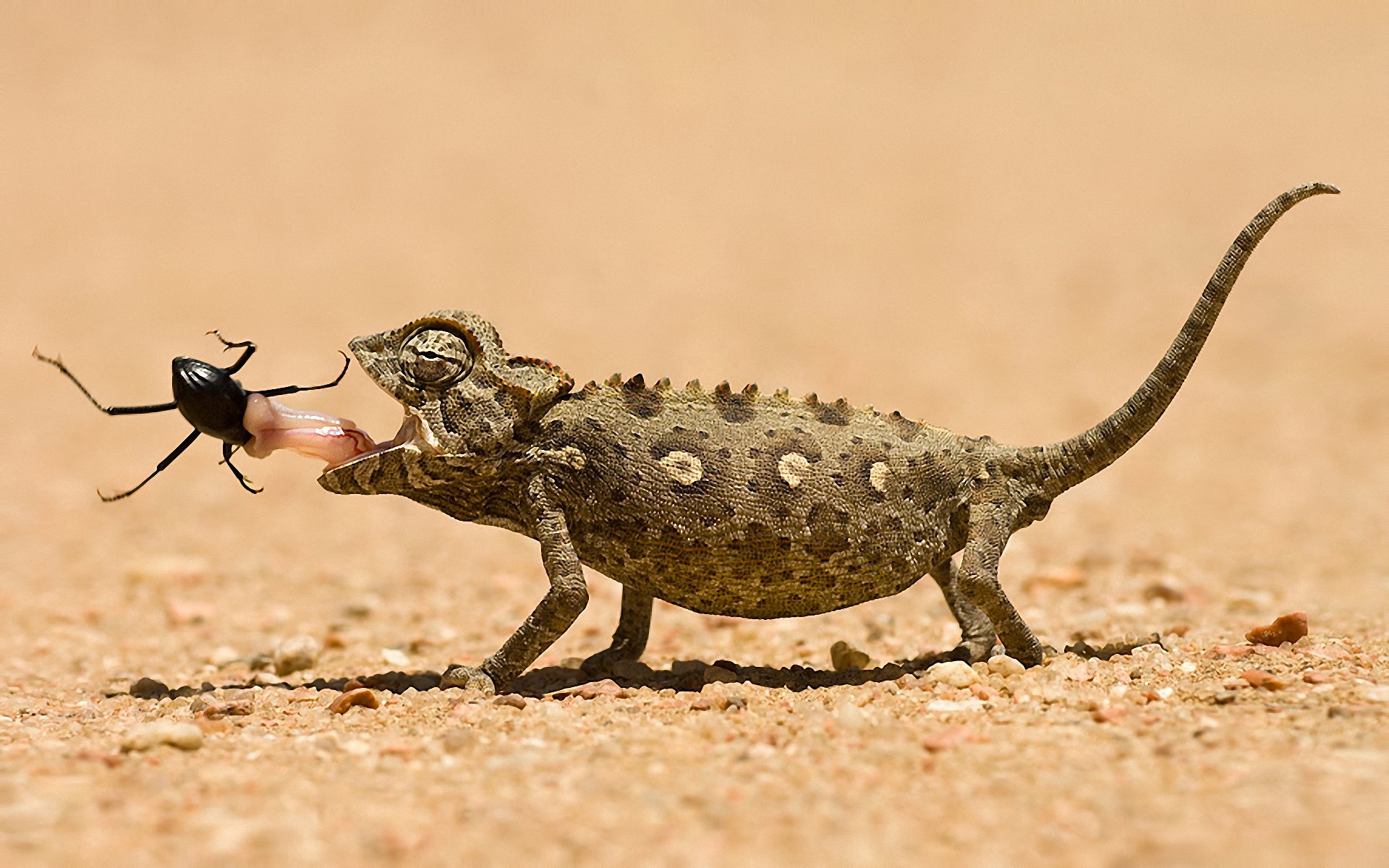 Download Animal Chameleon HD Wallpaper