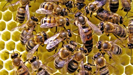 Animal bee HD Desktop Wallpaper | Background Image