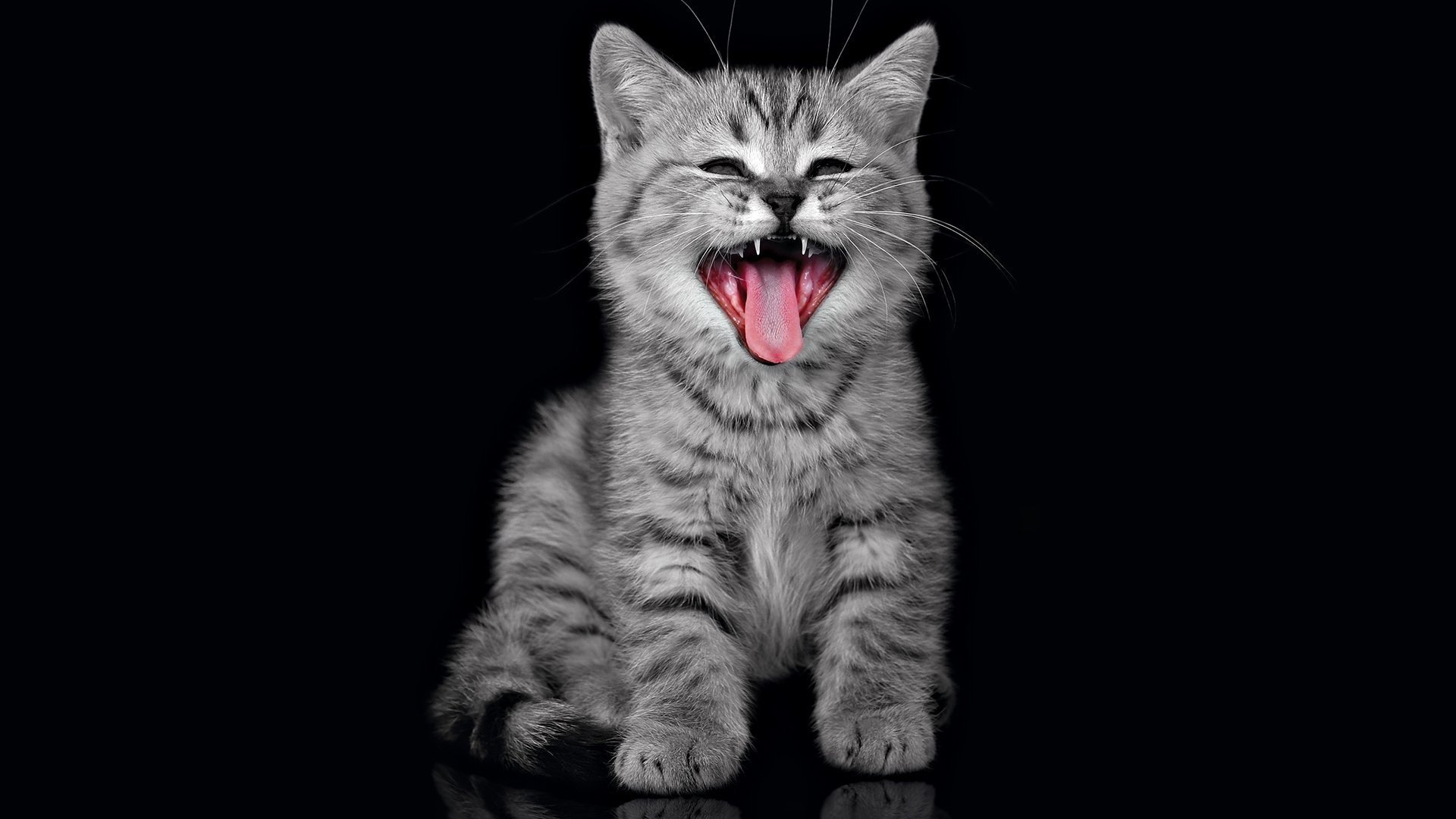 A playful gray tabby kitten sits against a black background, joyfully yawning with its mouth wide open, making for a charming HD PC desktop wallpaper.