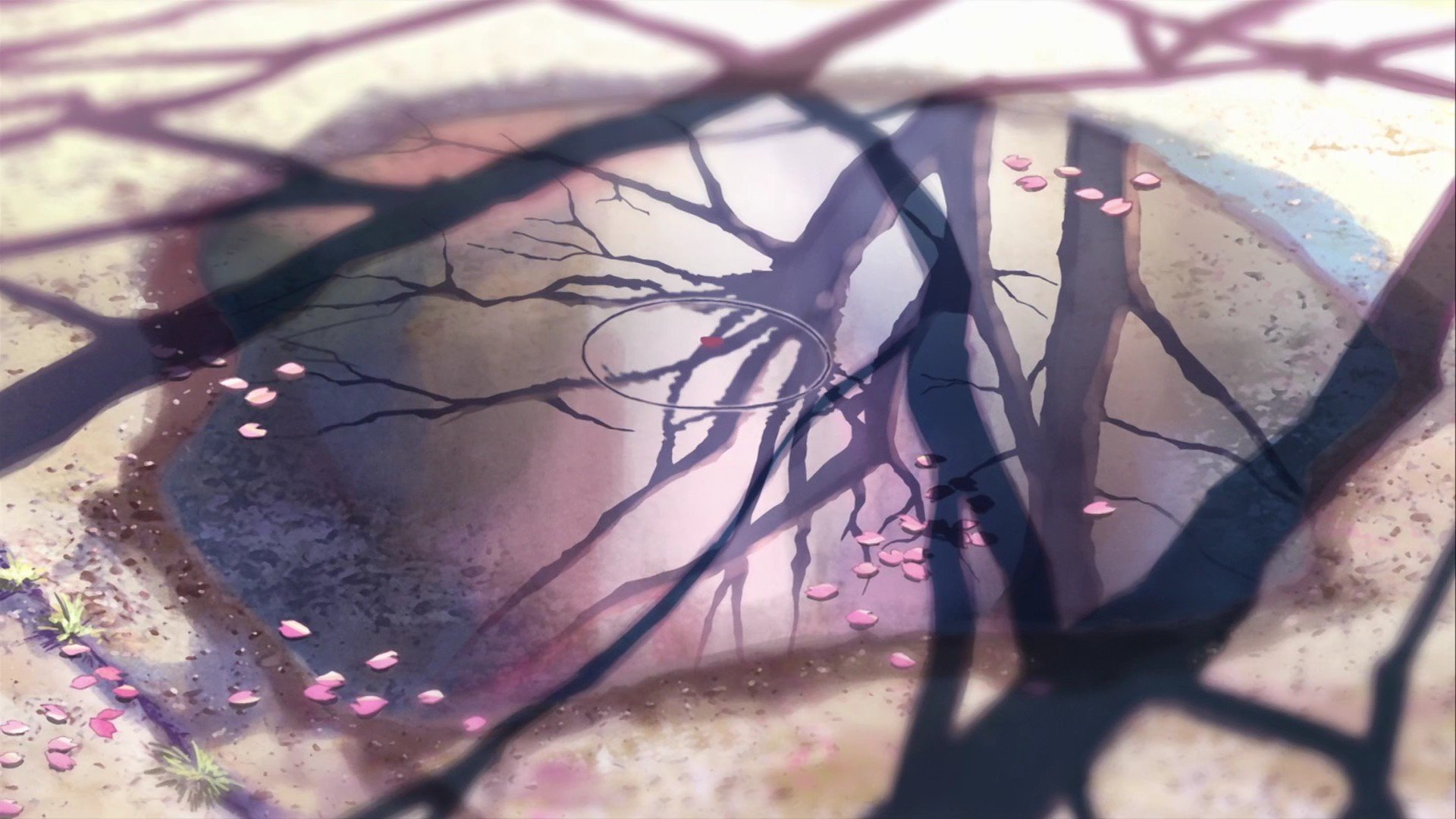 HD anime desktop wallpaper from 5 Centimeters per Second, featuring delicate shadows of tree branches and scattered cherry blossom petals on a reflective surface.