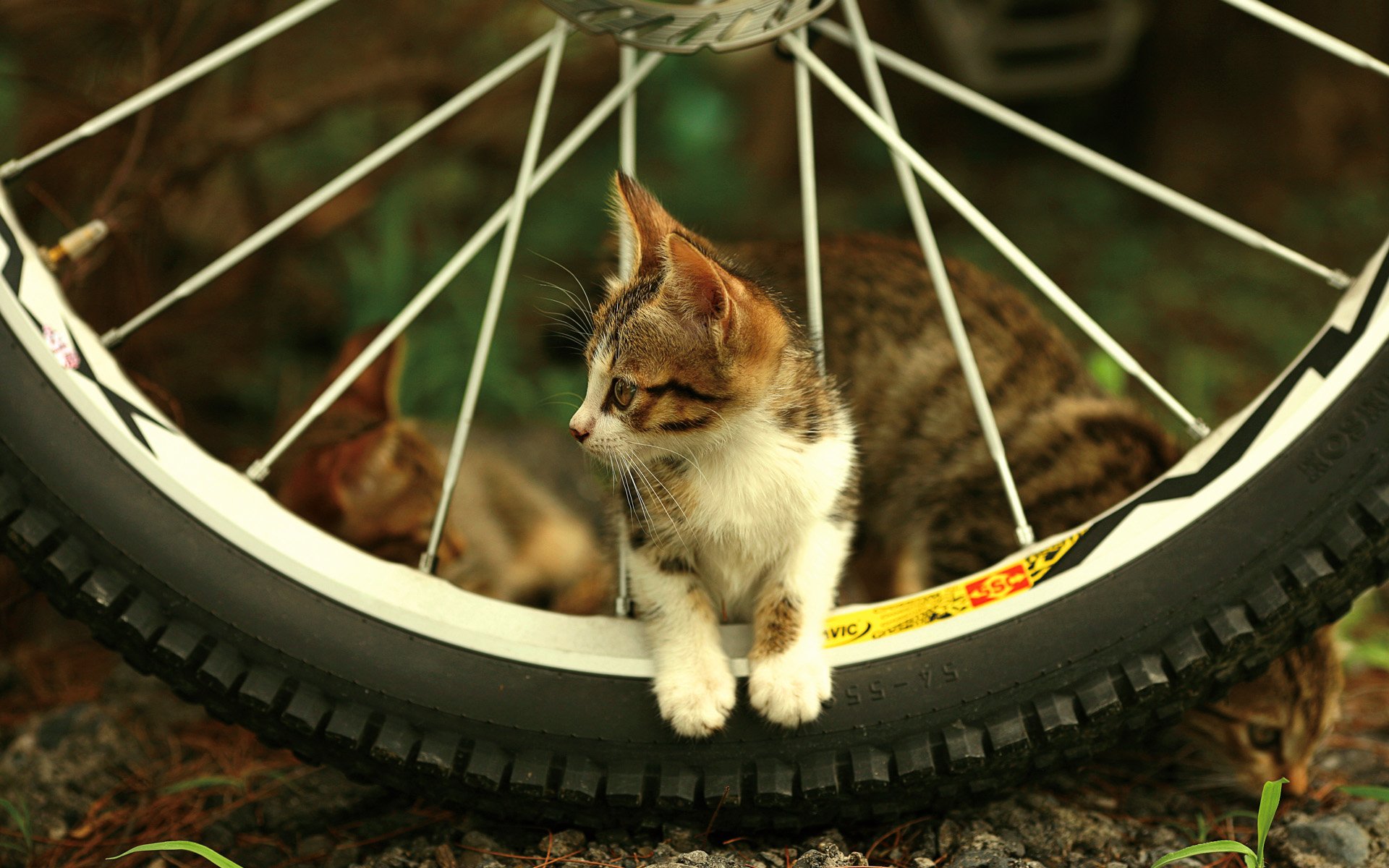 HD desktop wallpaper of a cute cat sitting within the wheel of a bicycle. The background features an outdoor setting, adding a natural and cozy atmosphere.