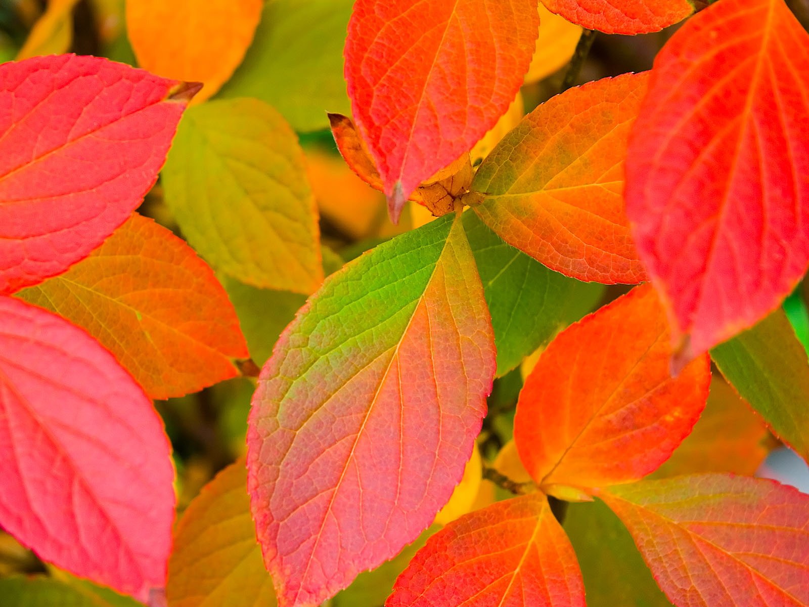 A vibrant HD desktop wallpaper featuring colorful leaves in shades of red, orange, and green, showcasing the beauty of nature.