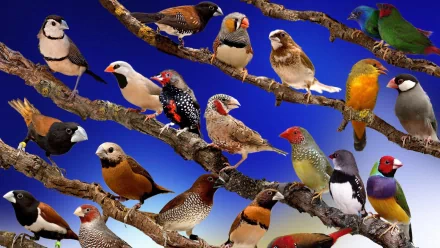 A vibrant HD desktop wallpaper featuring a variety of colorful finches perched on branches, set against a striking blue background.