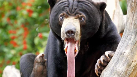 Close-up HD desktop wallpaper of a sun bear with its long tongue extended, showcasing its dark fur and expressive eyes in a natural outdoor setting.