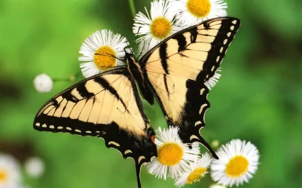 A close-up macro shot of a swallowtail butterfly resting on vibrant daisies, capturing the intricate details of nature in a stunning HD wallpaper.