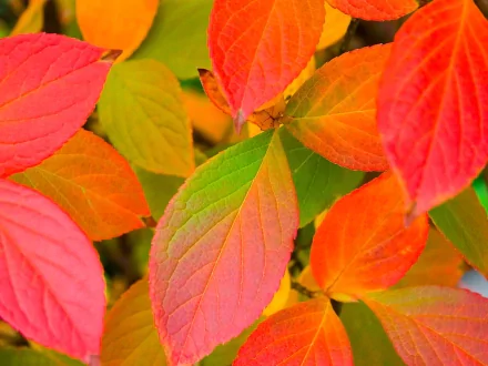 A vibrant HD desktop wallpaper featuring colorful leaves in shades of red, orange, and green, showcasing the beauty of nature.