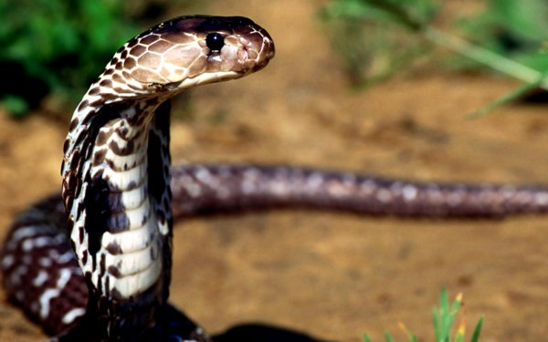Animal Cobra Reptiles Snakes HD Wallpaper | Background Image