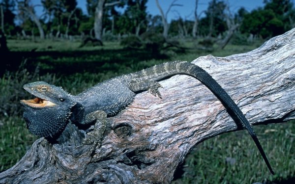 Animal Bearded Dragon Reptiles Lizards HD Wallpaper | Background Image