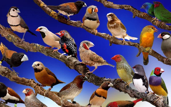 A vibrant HD desktop wallpaper featuring a variety of colorful finches perched on branches, set against a striking blue background.