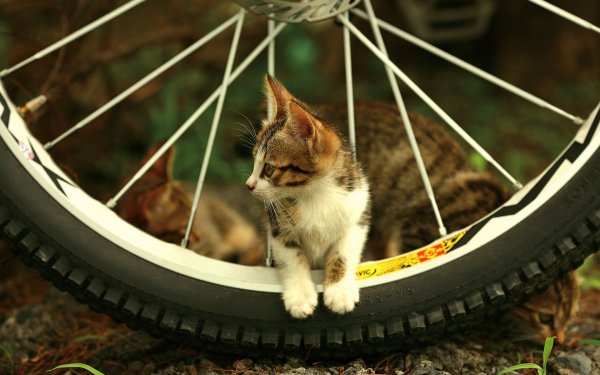 Animales Gato Gatos Bicicleta Wheel Lindo Fondo de pantalla HD | Fondo de Escritorio