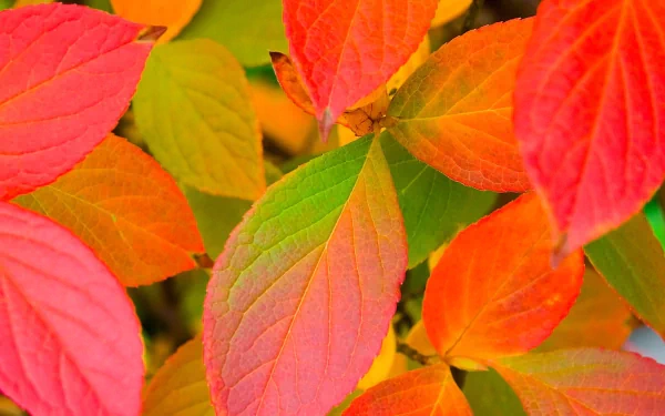 A vibrant HD desktop wallpaper featuring colorful leaves in shades of red, orange, and green, showcasing the beauty of nature.