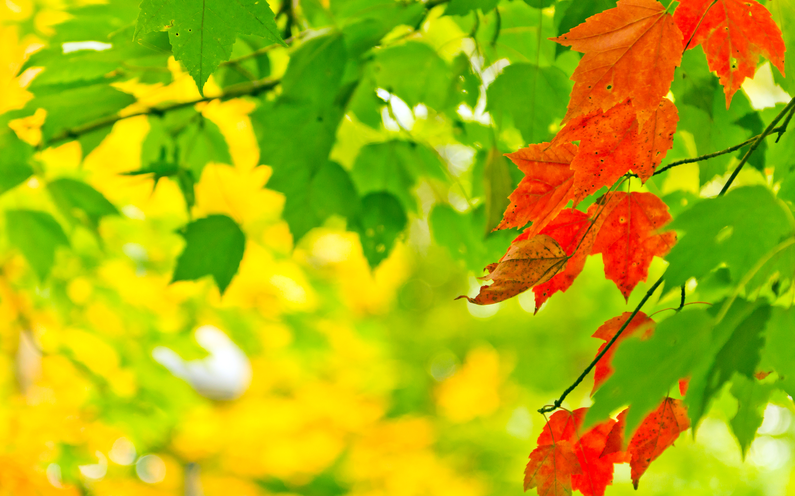 Leaf HD Wallpaper | Background Image | 2560x1600 | ID:209298