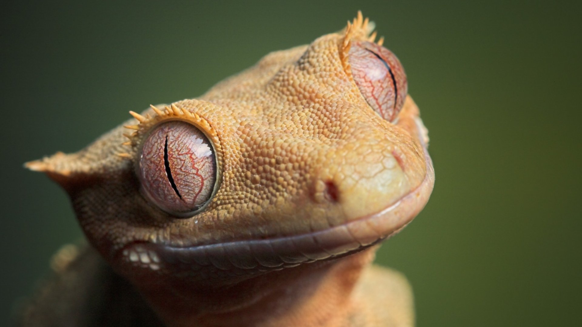 Sunlit Gecko Close-Up — HD Wallpaper