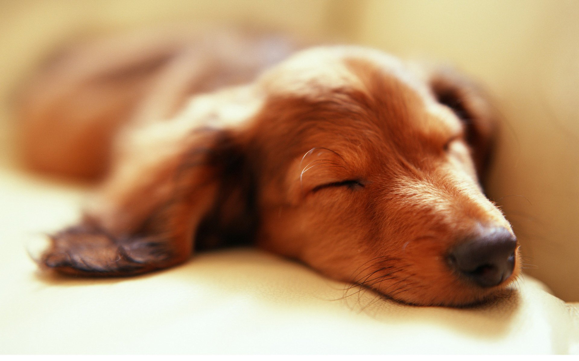 A close-up of a sleeping dog with soft fur, creating a serene and cozy atmosphere, suitable as a high-definition PC desktop wallpaper and background.