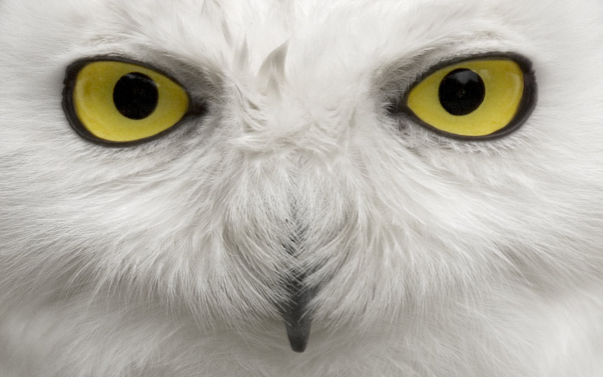 Download Animal Snowy Owl HD Wallpaper