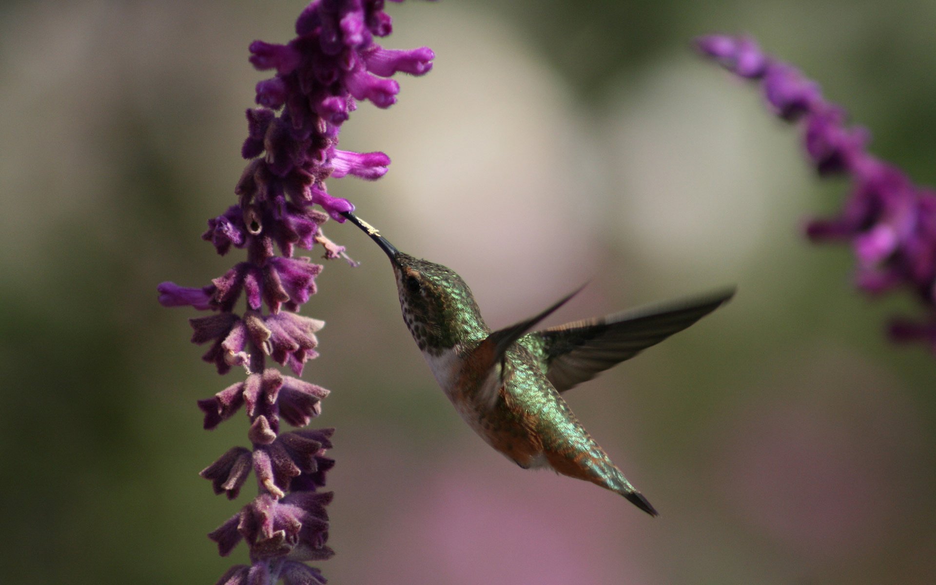 HD desktop wallpaper featuring a vibrant hummingbird feeding from a purple flower, highlighting the delicate beauty of this animal in nature.