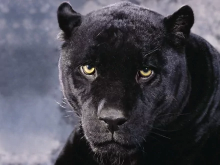 A stunning close-up of a black panther, showcasing its piercing yellow eyes and sleek fur. This high-definition image serves as a captivating desktop wallpaper and background.