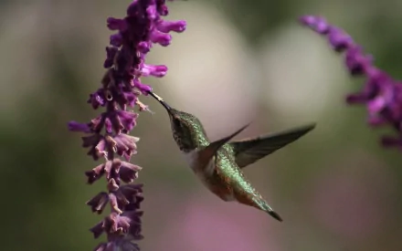 HD desktop wallpaper featuring a vibrant hummingbird feeding from a purple flower, highlighting the delicate beauty of this animal in nature.