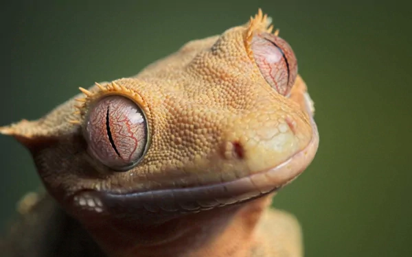 Animal gecko HD Desktop Wallpaper | Background Image