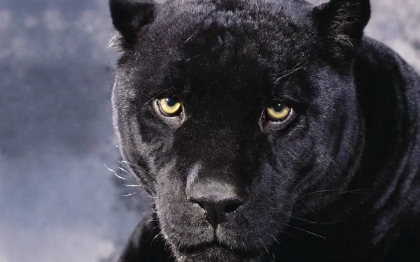 Animal black panther HD Desktop Wallpaper | Background Image