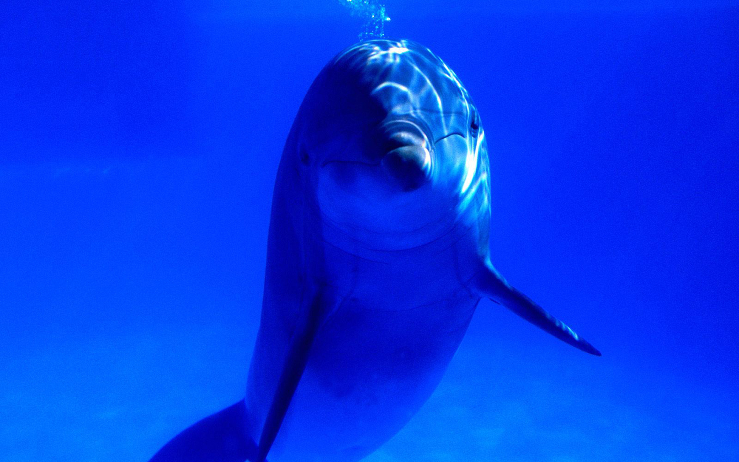 Animal Dolphin HD Wallpaper | Background Image