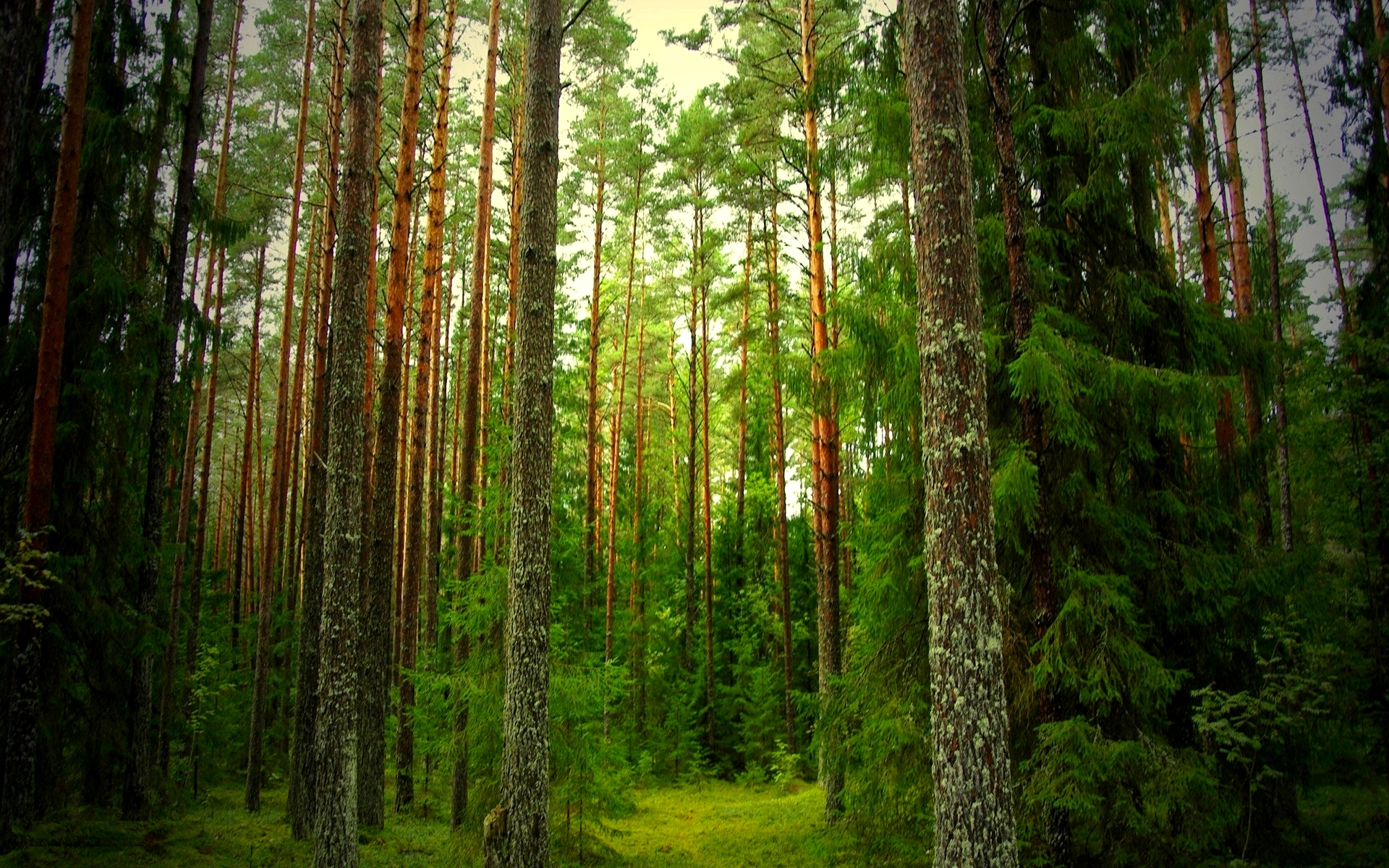 Tall Trees, green, douglas fir, nature, trees, tall, red cedar, HD wallpaper  | Peakpx