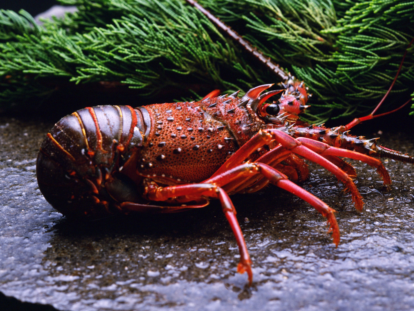 Close-up of a crustacean in high definition desktop wallpaper