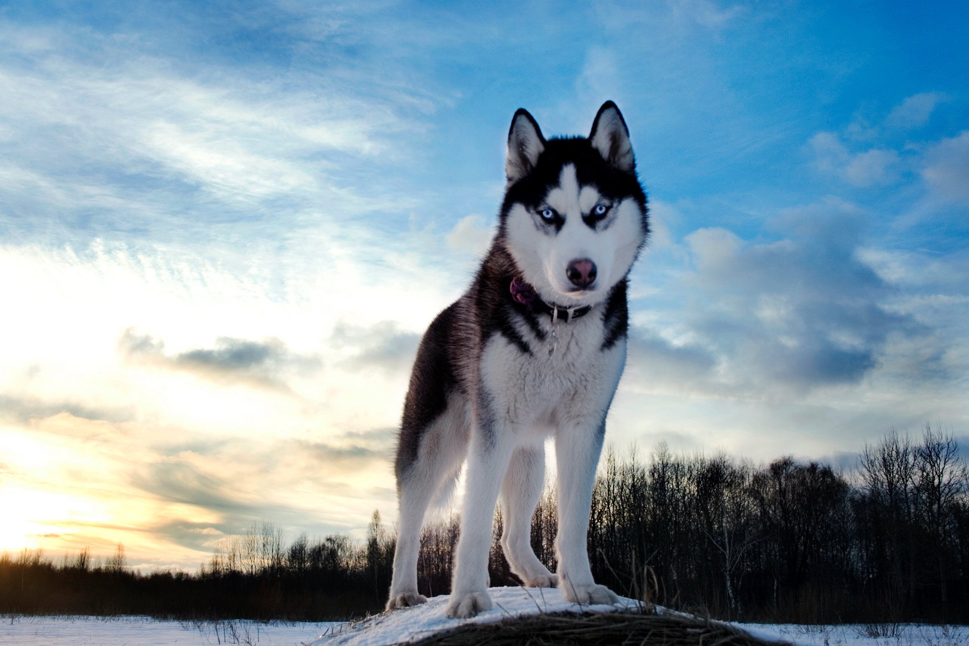 White Husky Dog iPhone Wallpaper HD  iPhone Wallpapers