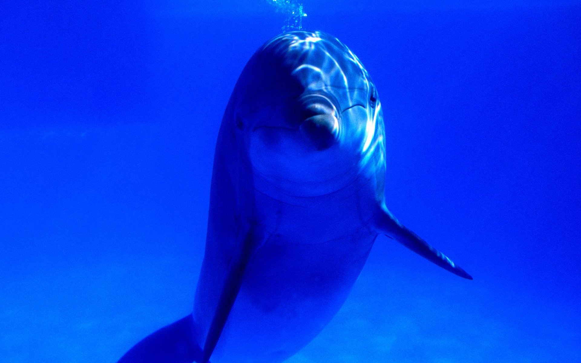 Download Animal Dolphin HD Wallpaper