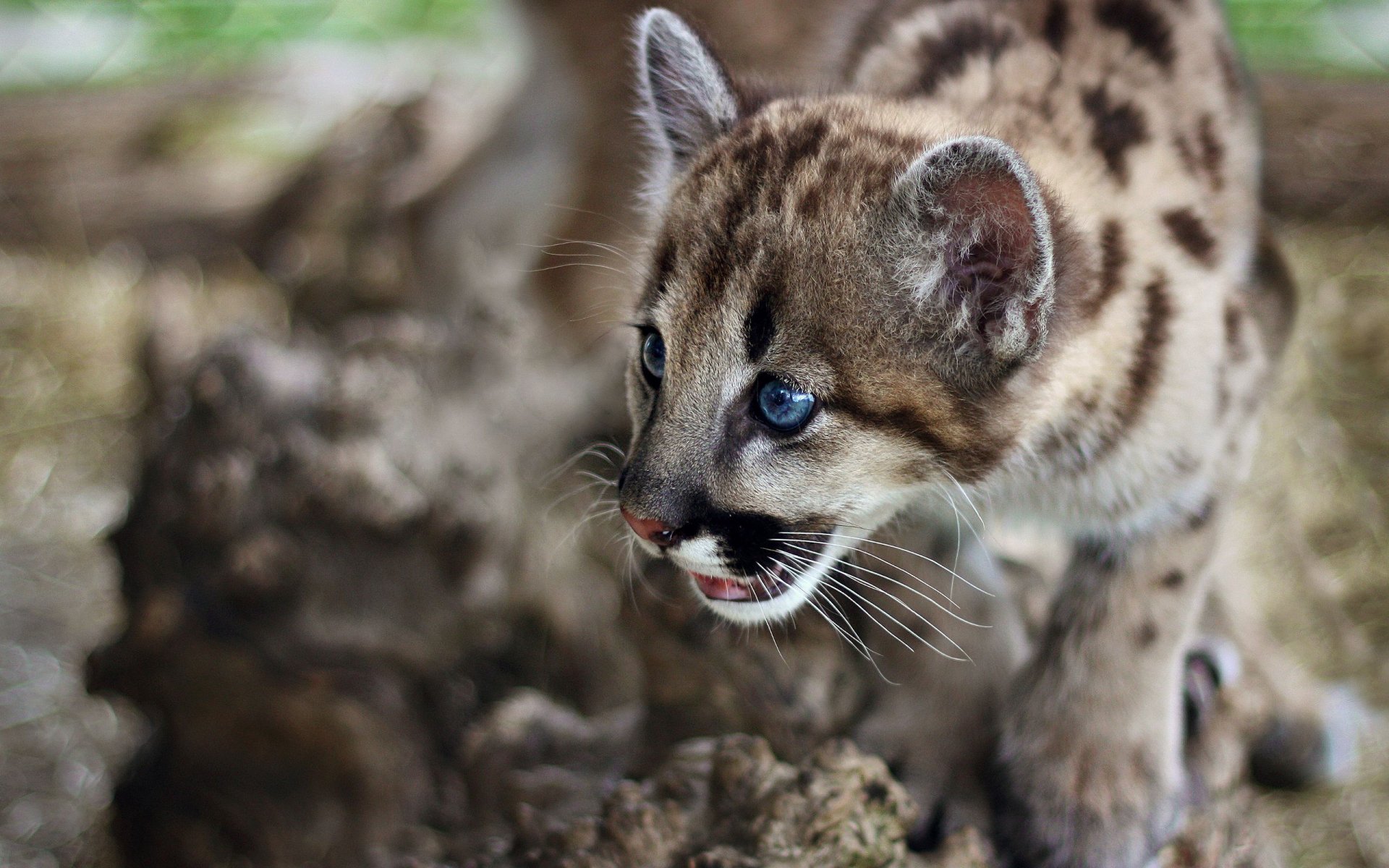 Download Animal Cougar HD Wallpaper