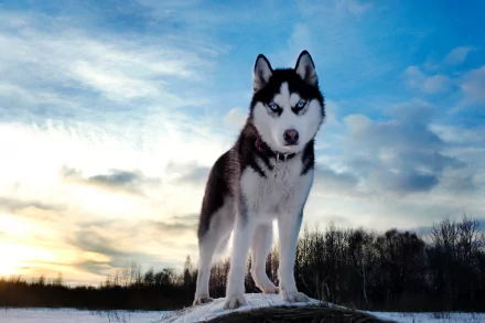 HD desktop wallpaper featuring a Husky dog standing majestically against a backdrop of a serene sky with scattered clouds and a forest at sunset.