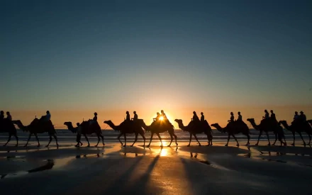A camel caravan with people walking along a beach at sunset, captured in a stunning HD desktop wallpaper photograph.